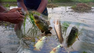 বিলে বৃস্টিতে কারেন্ট জাল দিয়ে মাছ ধরা  Amazing Current Net Fishing in Rainy Season amikrishok [upl. by Airdnala]