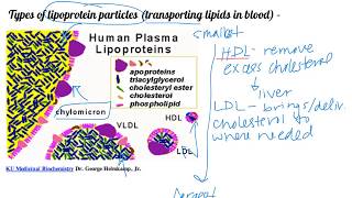 Fatty acid oxidation day 1 Dr Terrell [upl. by Sharp]