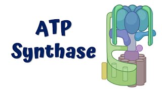 ATP synthase  Structure and Function [upl. by Alegnasor]