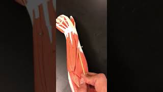 Muscles of the Forearm [upl. by Anaidirib]