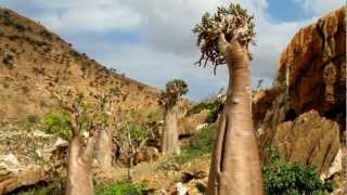 Heaven on earth  Socotra Island [upl. by Airehs401]