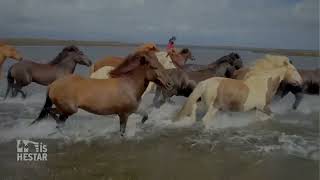 Riding the Icelandic Horse in Iceland [upl. by Amolap136]