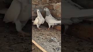 Mashaallah selaty pair pigeon pigeongroup bird kabootar pigeonfamily birdspecies [upl. by Bissell]