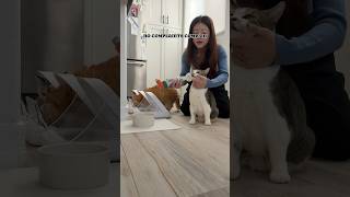 Slow morning PART 2 catmom catmomlife talkingcat catmeow meowing meow [upl. by Mariejeanne300]