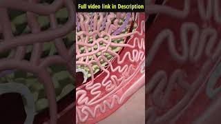 पुरुष नसबंदी  Vasectomy operation 3D Animation viral hospital doctor [upl. by Vander]