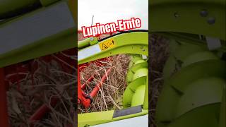 Weiße Lupinen dreschen 🤩 landwirtschaft landtechnik [upl. by Turk]