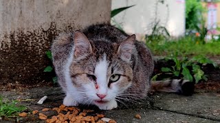 OneEyed Pregnant Cat Is Beaten by All Cats  Love Street Cats [upl. by Neelyad]