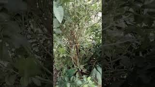 Tulsi song [upl. by Pirbhai]