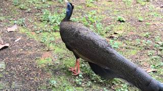 Great Argus Pheasant call in Malaysia [upl. by Darline281]