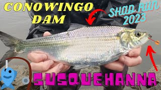 Conowingo Dam Shad Run SLAYFEST April 2023 [upl. by Anhaj540]