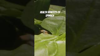 Health benefits of spinach shorts spinach [upl. by Aivekahs]