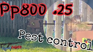 Pp800 25 pest controlDiana Bandit [upl. by Kcid]