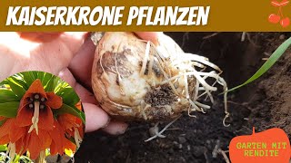 Kaiserkrone pflanzen  Zwiebel der Kaiserkrone stecken  Anleitung [upl. by Eelrahc]