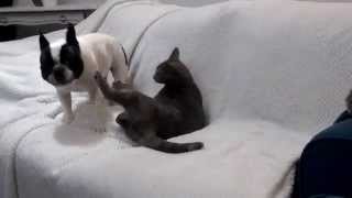 French bulldog and cat playing together [upl. by Nylrad140]