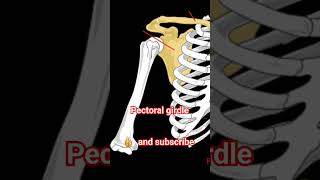 Pectoral girdle anatomy human physiology [upl. by Cerys]