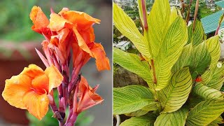 How To Grow Canna Lilies RIGHT Way at RIGHT Time [upl. by Groot953]