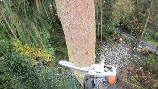 ABATTAGE ET DÉMONTAGE DEPICEAS  STIHL 261 [upl. by Natlus]