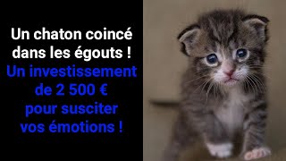 Ce chaton se trouve dans une dangereuse situation  Il faut le sauver à tout prix [upl. by Ocinemod]