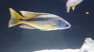 Comprar Ciclídeo CHAMPSOCHROMIS SPILORHYNCHUS [upl. by Bealle]