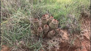 Echinocereus reichenbachii and Escobaria vivipara in the Wild  Oklahoma [upl. by Initsed]