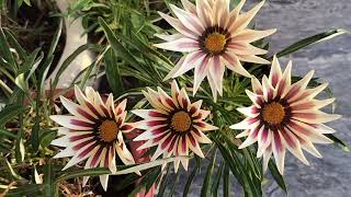 last year ka gazania plant pa ap abi sa flowering kasy la skty hn October ma gazania pa flowers [upl. by Nomrah]