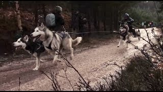 SHCGB Arden Grange Aviemore Sled Dog Rally 2014 [upl. by Gayler]