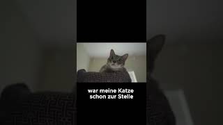 Katzen hören Frequenzen die wir nicht wahrnehmen können  Katzenfakten [upl. by Inattirb]