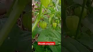 Physalis angulata fruits farming food plants trending everyone viraleveryone shortsyoutube [upl. by Sum]