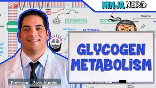 Metabolism  Regulation of Glycogen Metabolism [upl. by Neilla]