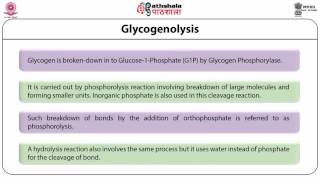 Glycogenolysis [upl. by Valencia]