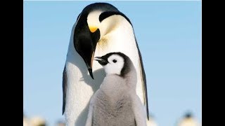 Facts The Emperor Penguin [upl. by Tsenrae]