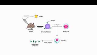 Edexcel GCSE Biology  Monoclonal Antibodies Pt1 [upl. by Ehttam]