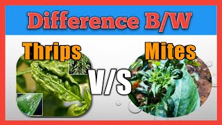 Difference Between The Symptoms Of Thrips And Mites  Chilli  Leaf Curl Virus 🦠  Oberon  Imida [upl. by Ttenaej]