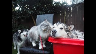 YouTube exclusive grumpy alaskan malamutes bath time [upl. by Septima]