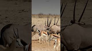 Two oryx engage in a fight at a waterhole [upl. by Erdei]