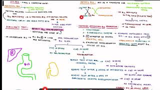 Vitamin B12 Biochemistry [upl. by Marcia538]