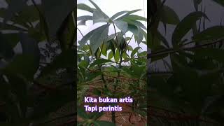 Daun pandan dan daun singkong [upl. by Abbub]