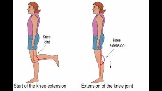 Flexion and Extension in Anatomy  Definition Meaning Differences between Examples [upl. by Neeron]