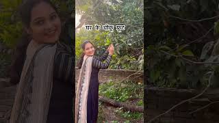 fruit चीकू gardening garden vegetables plants gardeningtips harvesting organicfarming [upl. by Mw850]