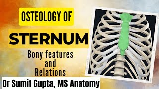 ANATOMY OF STERNUM  Thorax [upl. by Retep]