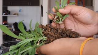 reduce overcrowding of plants for better growth [upl. by Esahc]