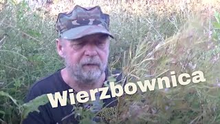 Wierzbownica  idealna na choroby prostaty [upl. by Wohlen]