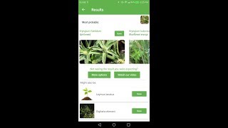 PlantSnap identifies a Spirit Weed Eryngium foetidum [upl. by Sanjiv]