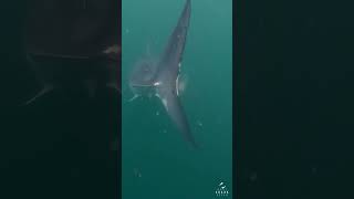 Great White Shark Underneath Spooks Shark [upl. by Grady]