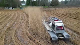 Phragmites removal project in Pembroke MA [upl. by Tolecnal276]