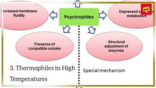 What Are Extremophiles and How Do They Thrive in Harsh Environments [upl. by Winona]