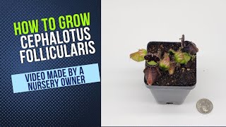 Cephalotus Grow Guide [upl. by Ocnarf]