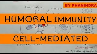 Humoral immunity and cellmediated immunity [upl. by Eeneg]