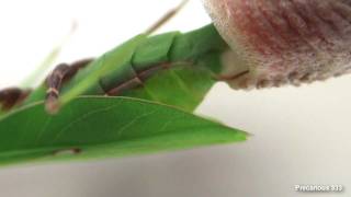 Oxyopsis gracilis lays an ootheca [upl. by Nefen]