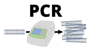 How PCR Polymerase Chain Reaction works explained in 1 minute [upl. by Ecille]